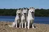 SIBERIAN HUSKY 545